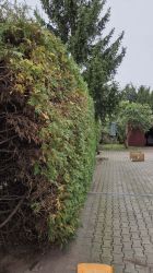 Wolontariusze z firmy Trouwn Nutrition, foto nr 42, 